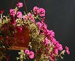 Flori